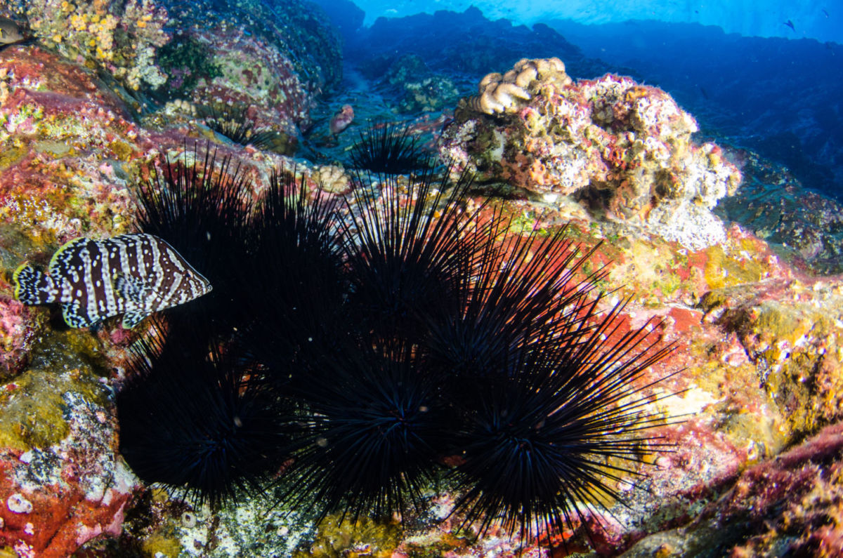 Arrecife de coral en el Archipiélago de Revillagigedo
