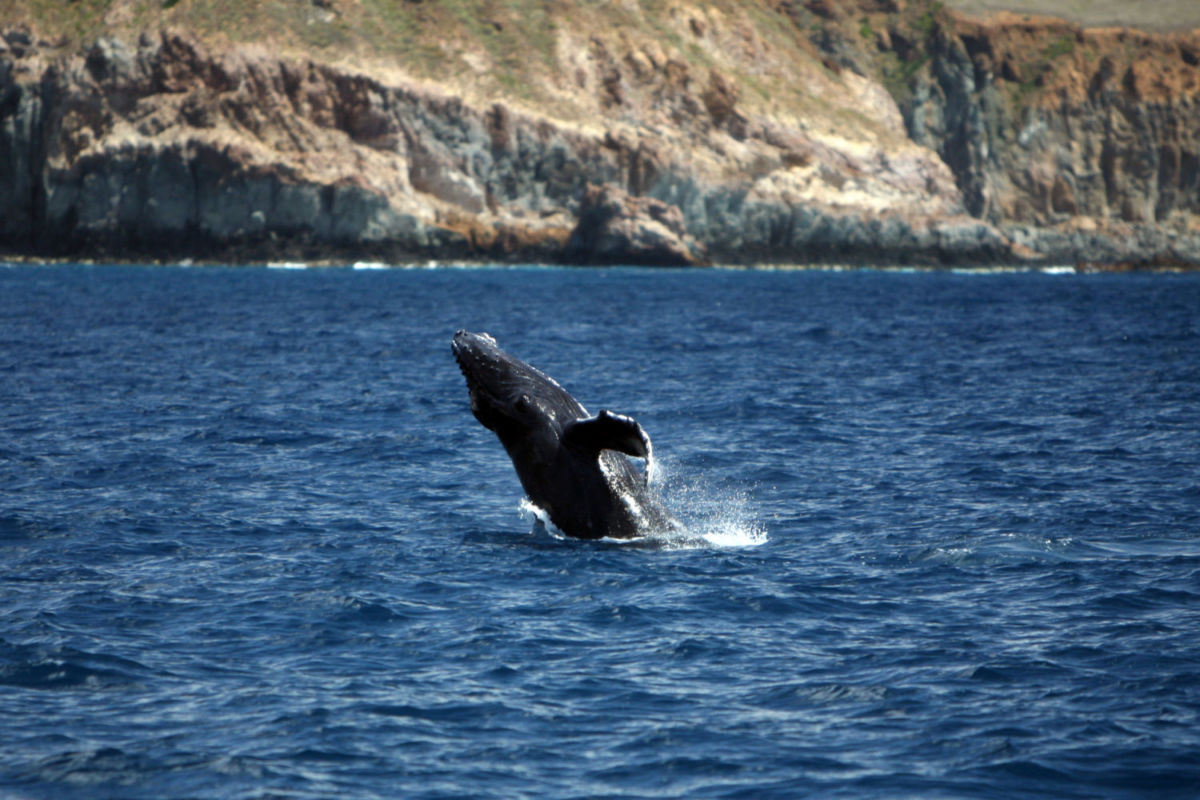 Ballenas jorobadas en el Archipiélago de Revillagigedo
