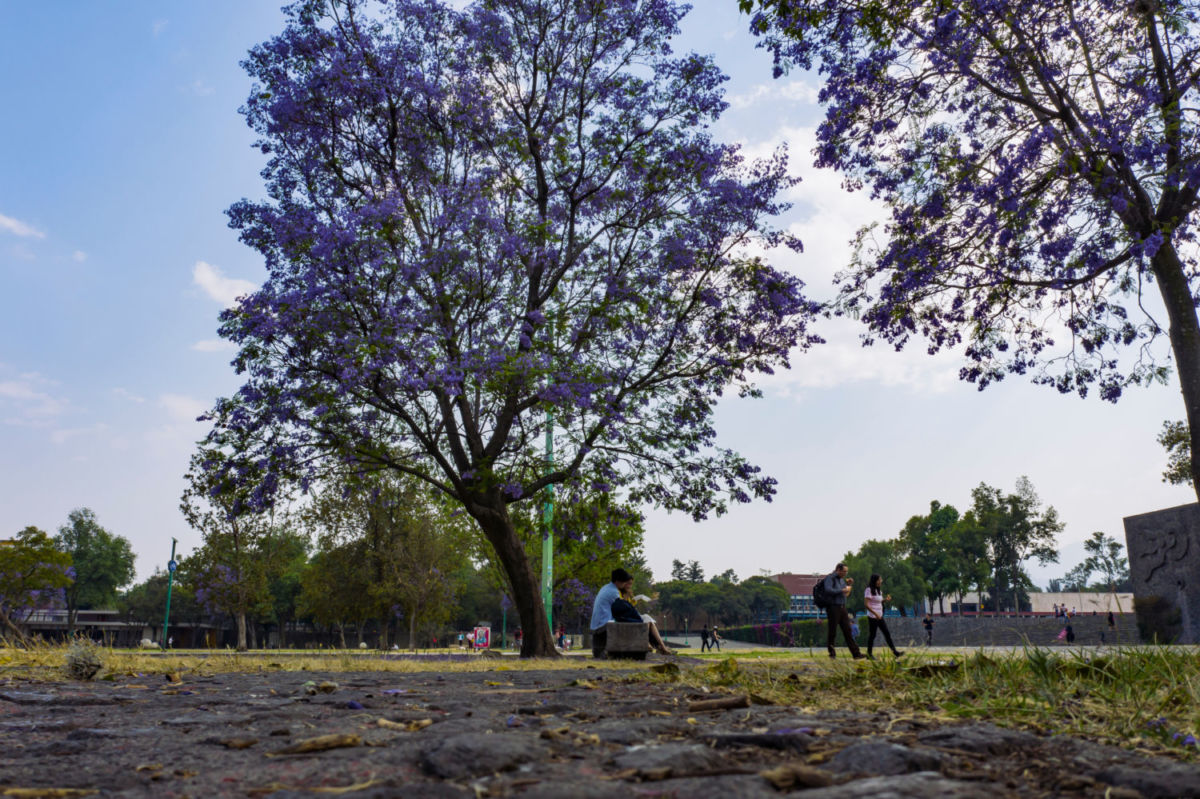 jacarandas cdmx