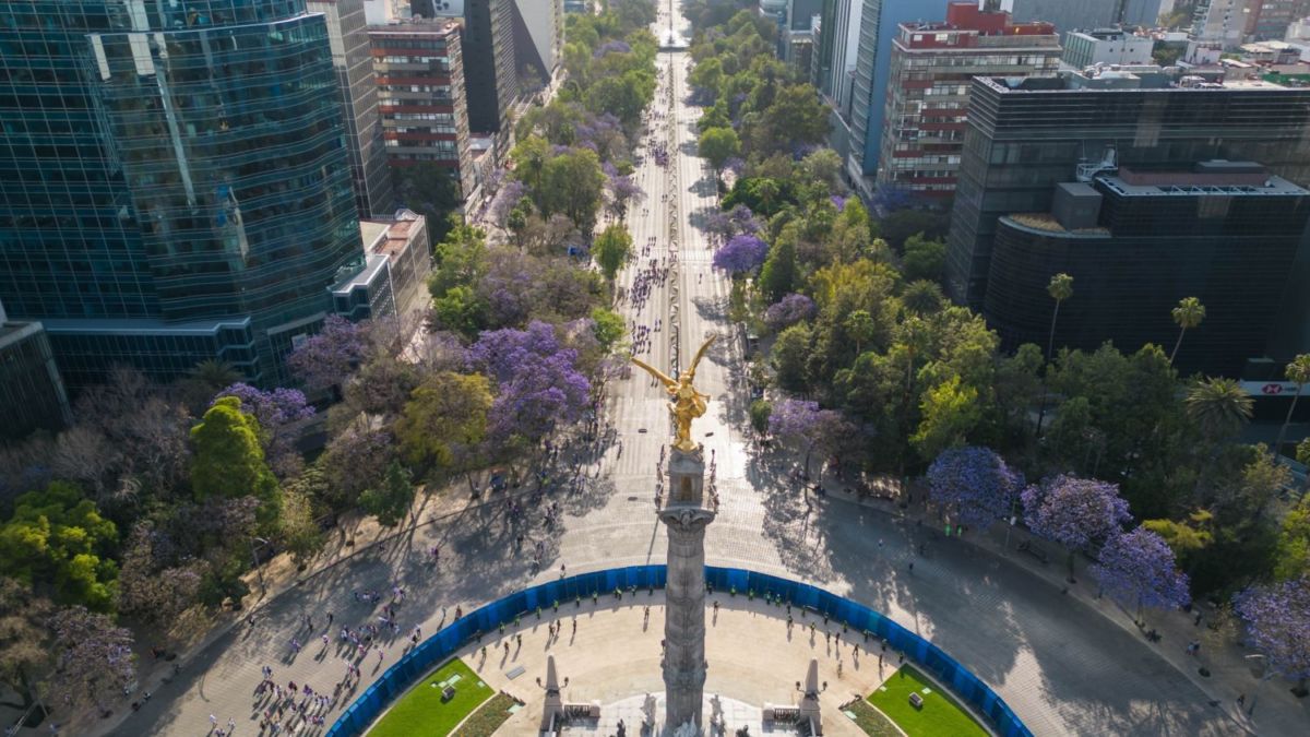 jacarandas cdmx
