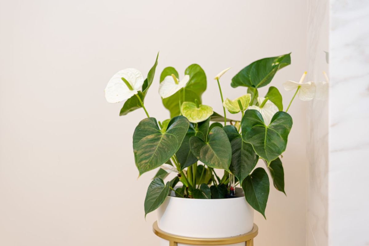 plantas con flores todo el año