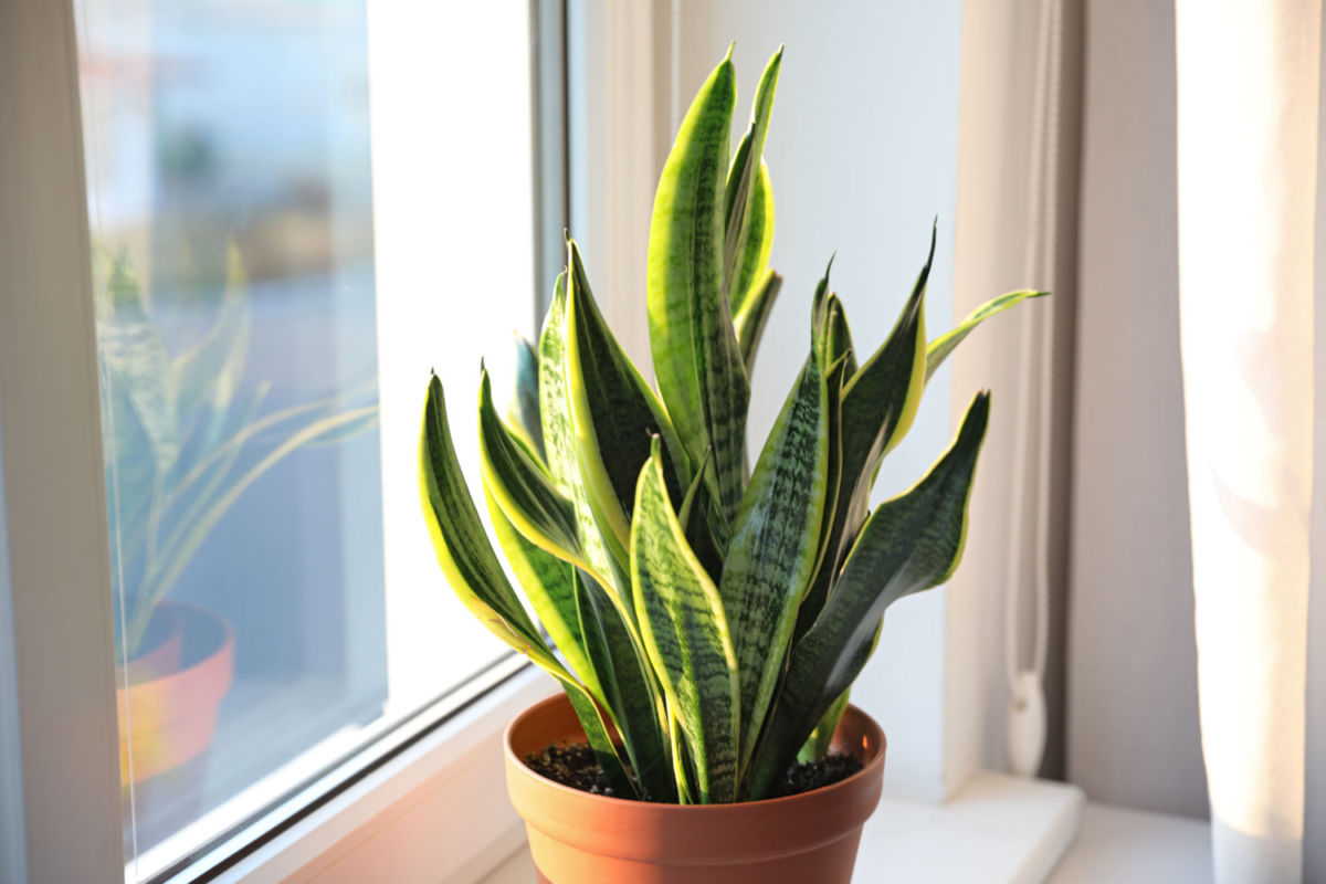 5 plantas de interior para llenar tu casa de vida esta primavera (está comprobado que amortiguan el calor)