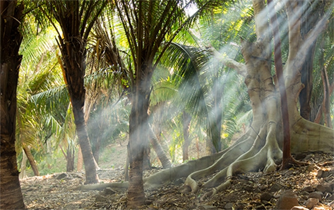Puerto Vallarta Bosque Tropical