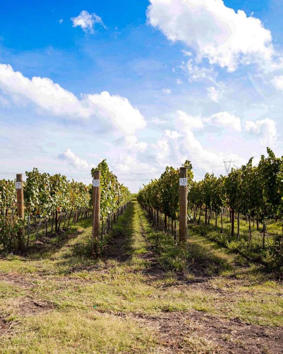 Los 6 pueblos entre viñedos más bonitos de México (perfectos para hacer catas, rutas y más)