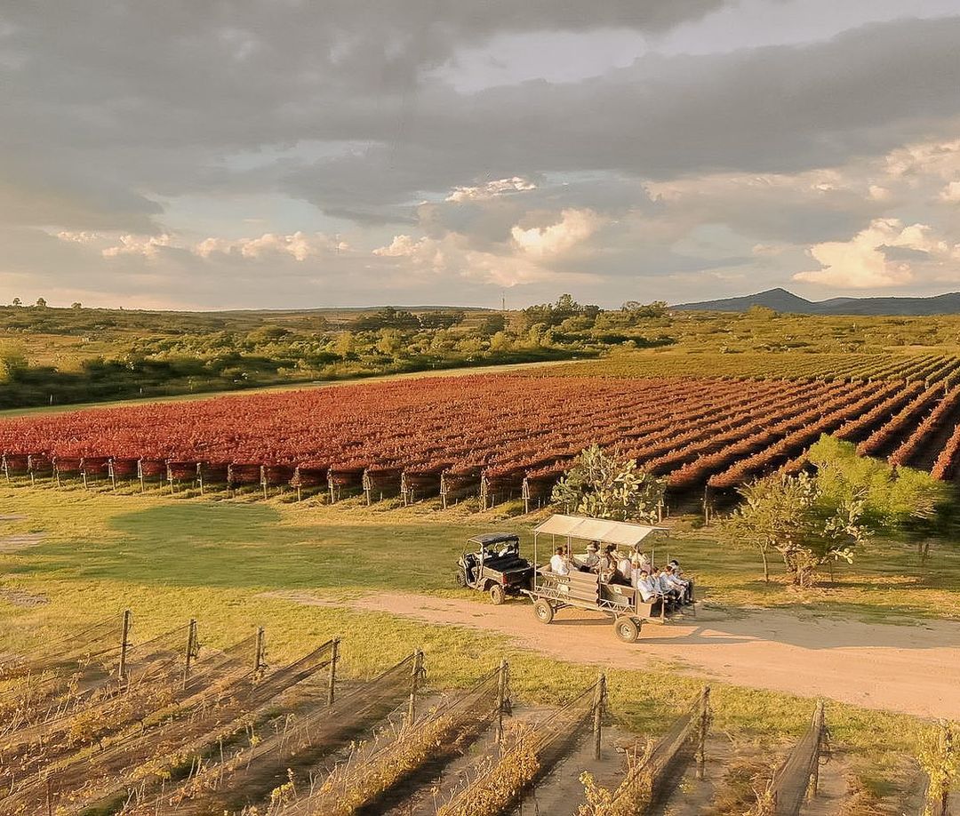 Viñedos cerca de Lagos de Moreno