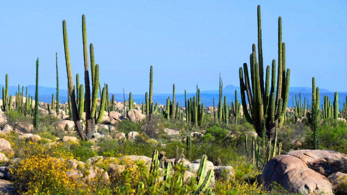 valle de los cirios baja california