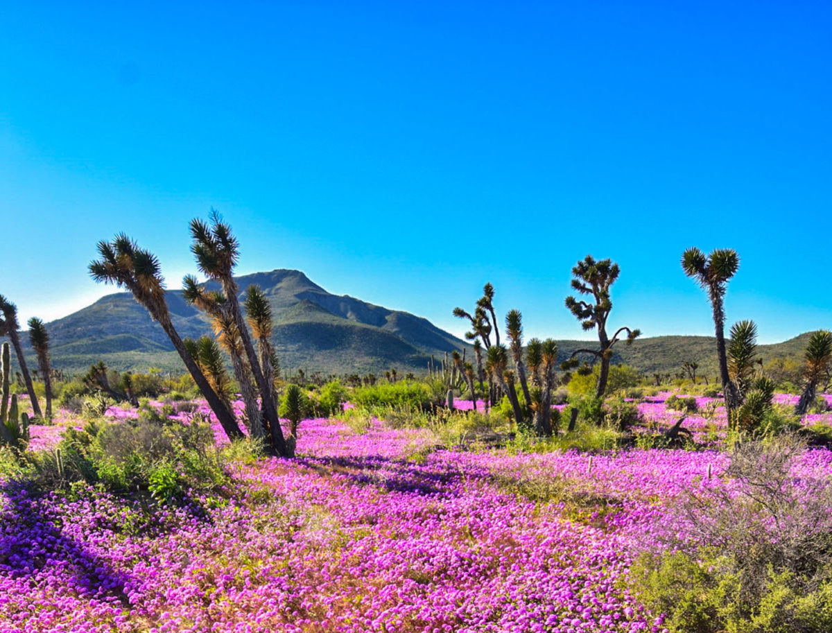 Valle de los Cirios: Cactus gigantes y flores moradas en este refugio natural oculto entre dos mares mexicanos