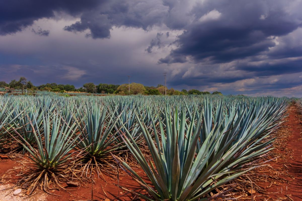 Arandas jalisco
