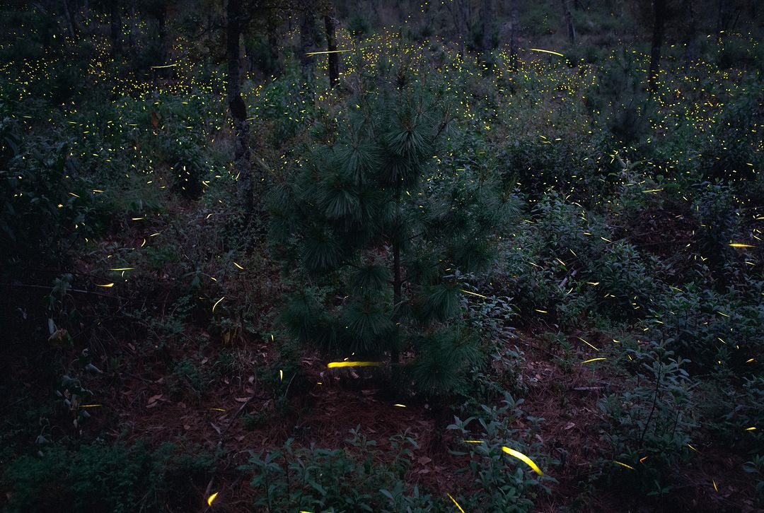 Luciérnagas en Rancho La Soledad