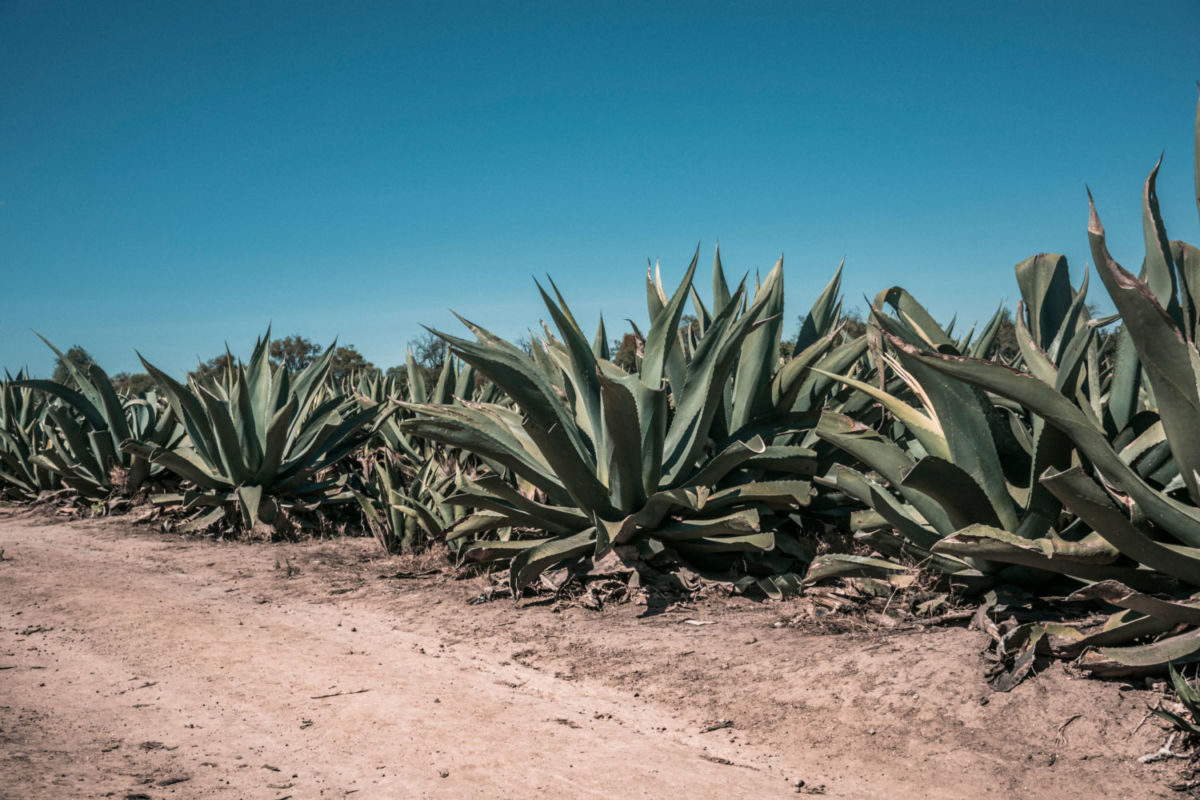 Magueyes en Nanacamilpa