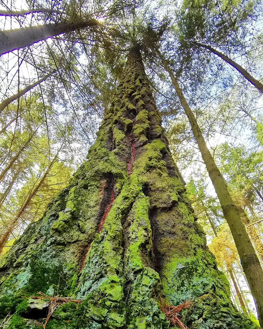 Bosque en el Estado de México
