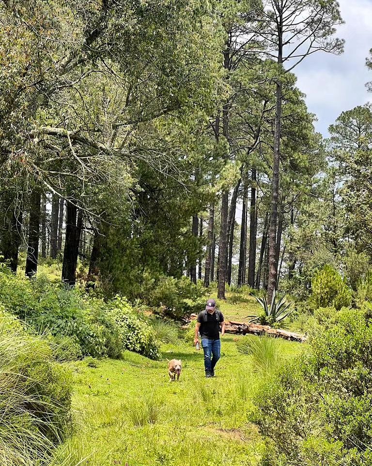 Caminatas por el bosque