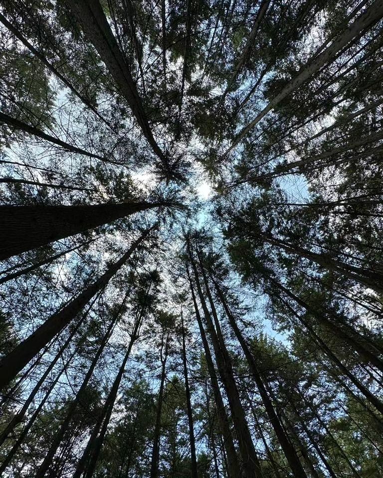 Campamento en medio del bosque
