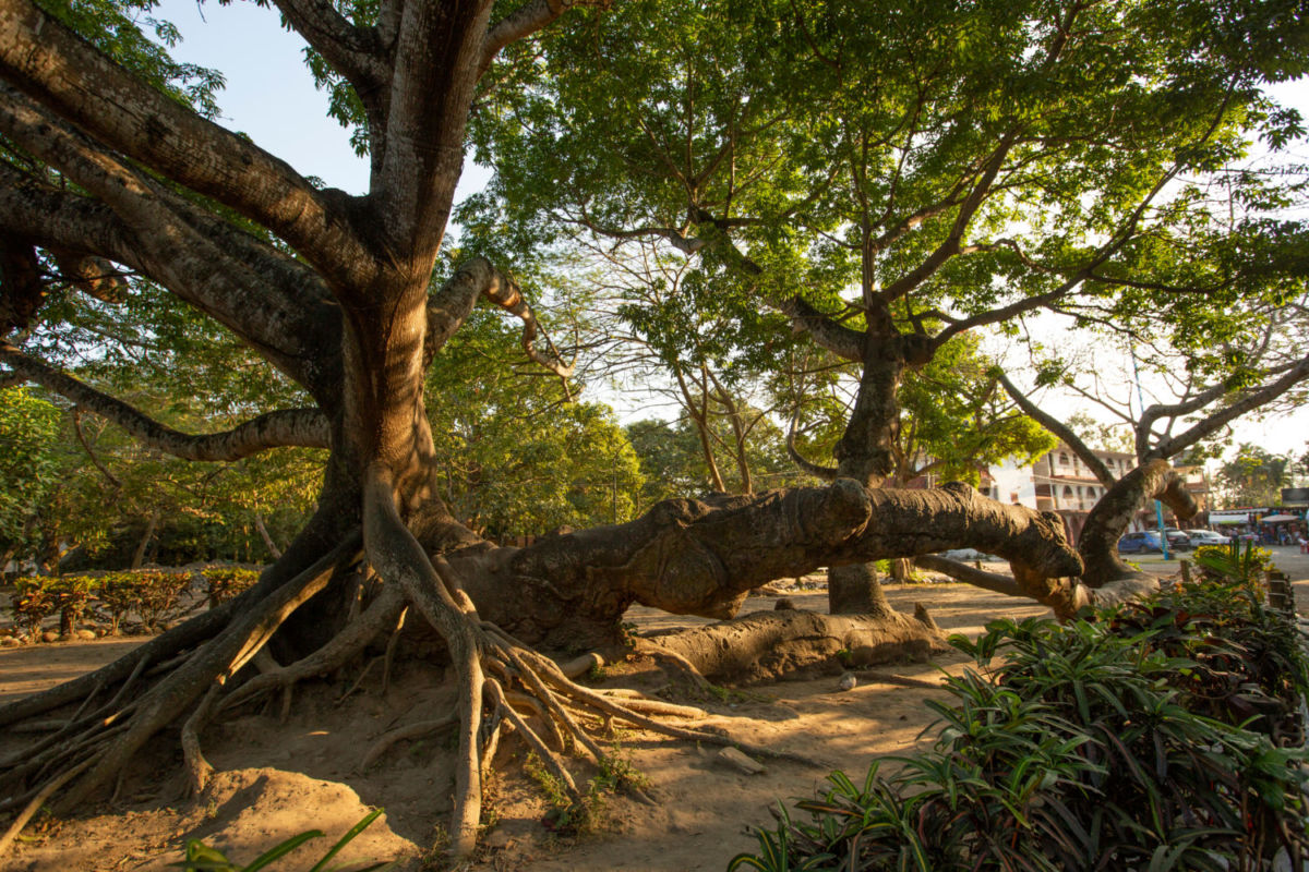 árbol sagrado en Veracruz