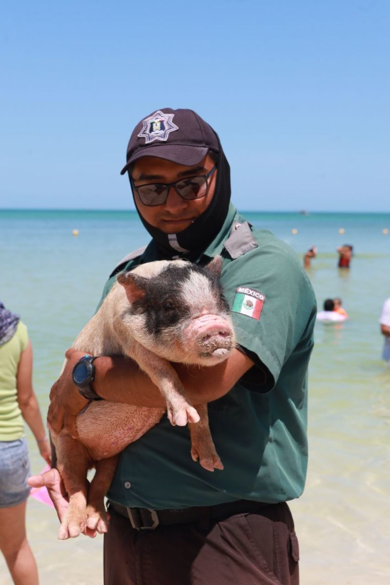 playa con cerdos en méxico