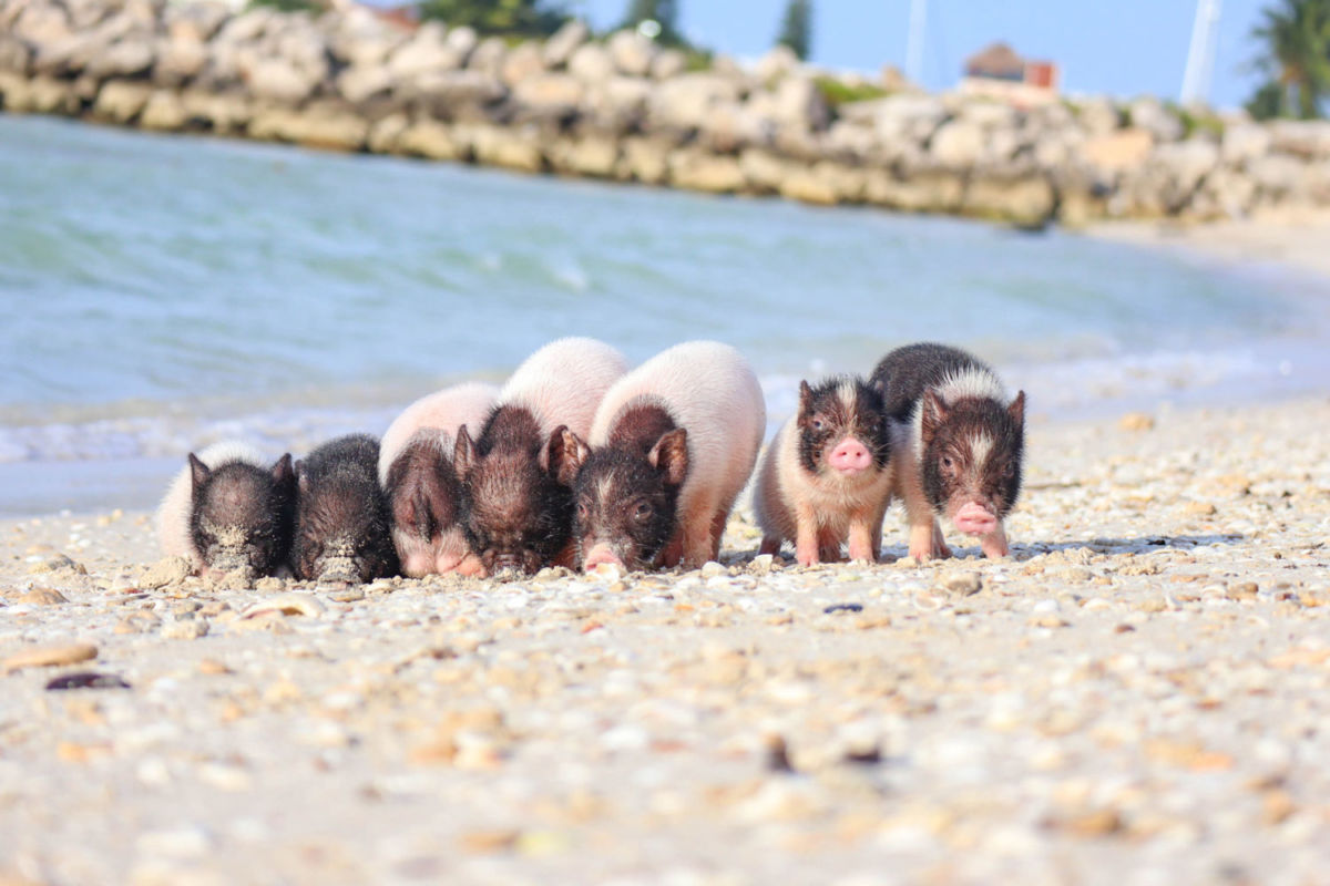 Hablemos de la playa donde puedes nadar con cerdos en México (y sentirte como en las Bahamas)