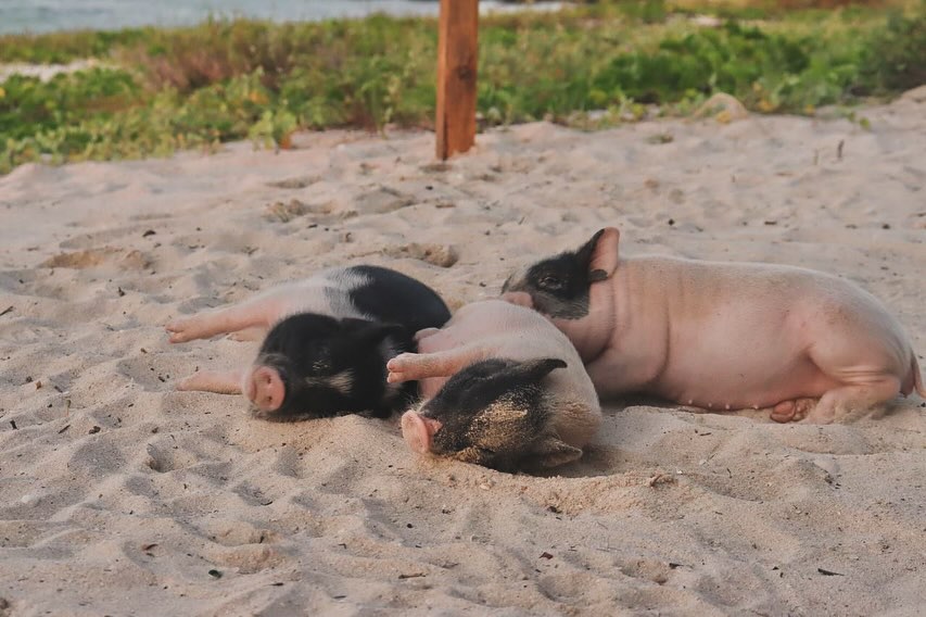 playa con cerdos en méxico