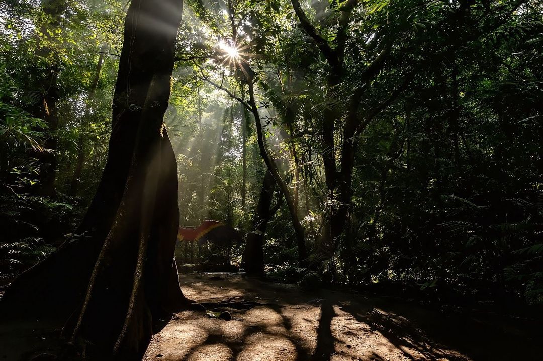 Recorridos por la selva tropical