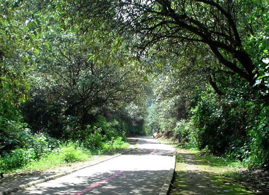 Bosque de Tlalpan