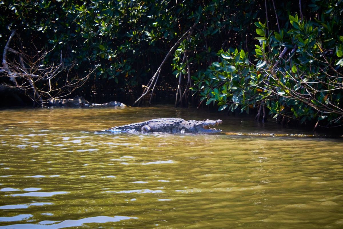 Lagartos entre los manglares de Tecolutla