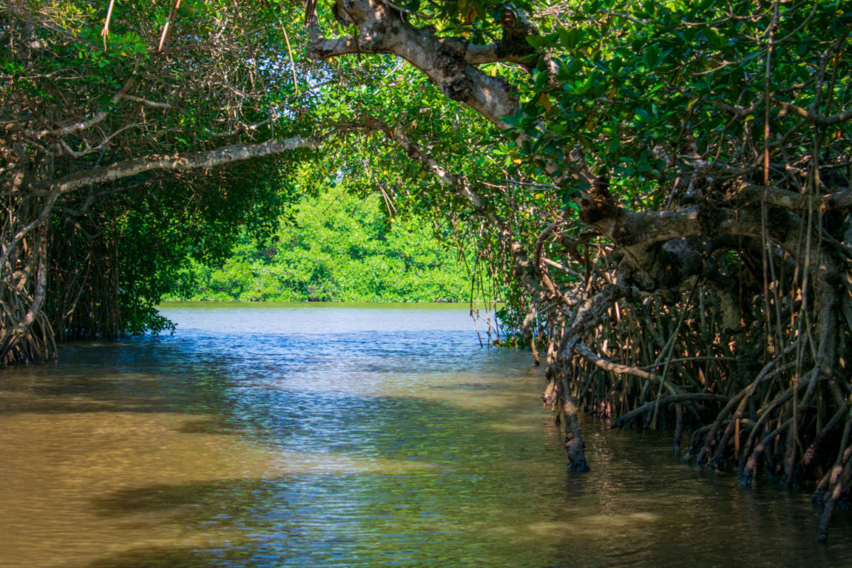 Manglares alrededor de Tecolutla