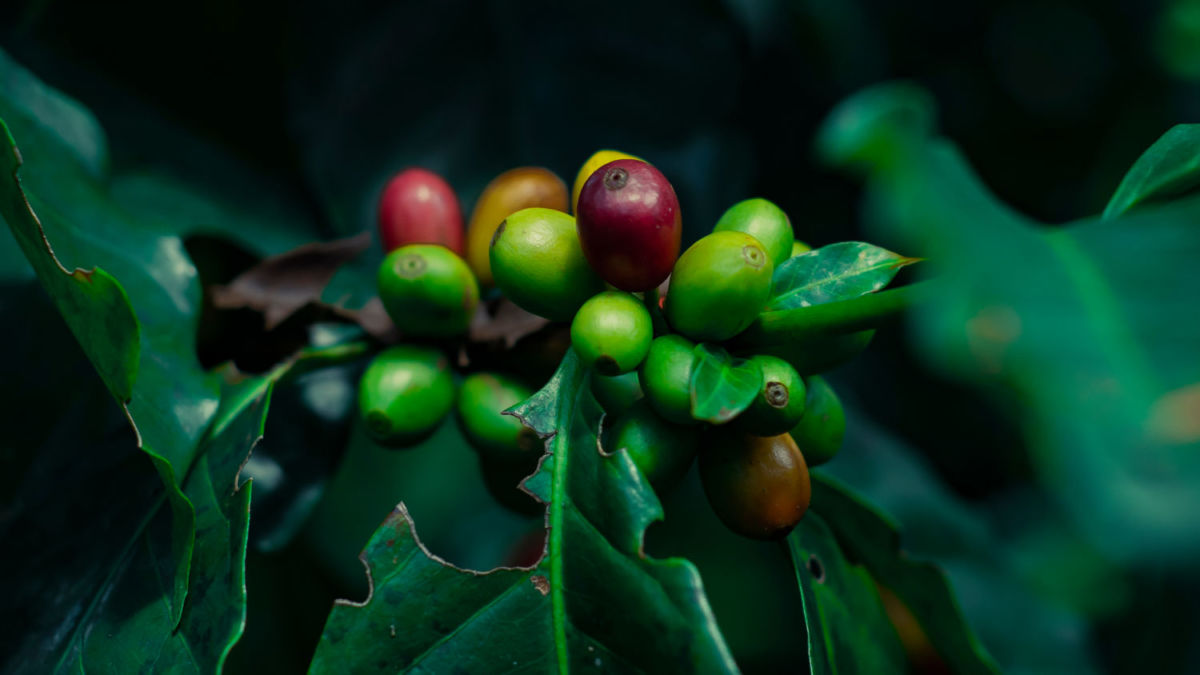 Café en pueblitos mágicos de México