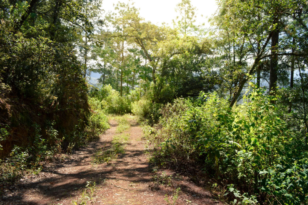 Bosques de coníferas en la Sierra Norte de Oaxaca