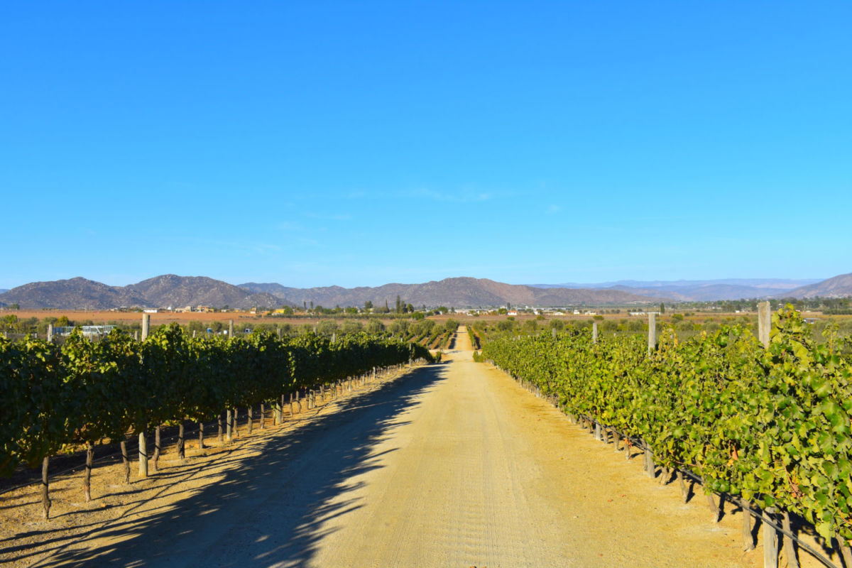 Valle de Guadalupe