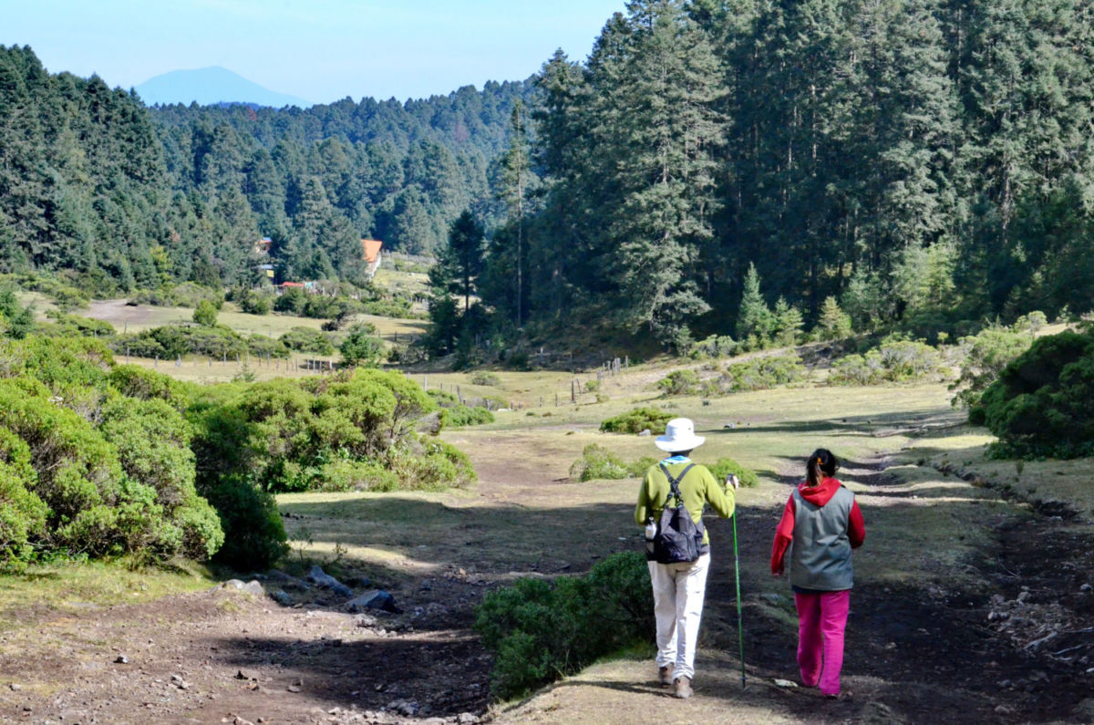 Sierra Chincua, santuario de la mariposa monarca cerca de Zitácuaro