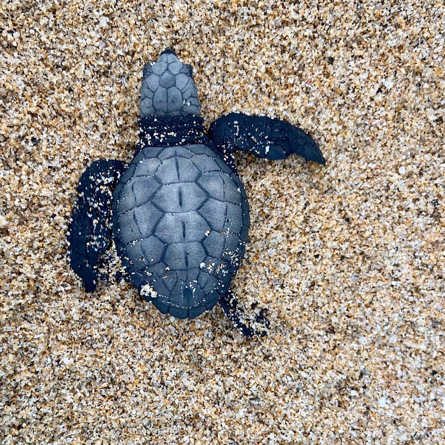 Tortugueros La Playita