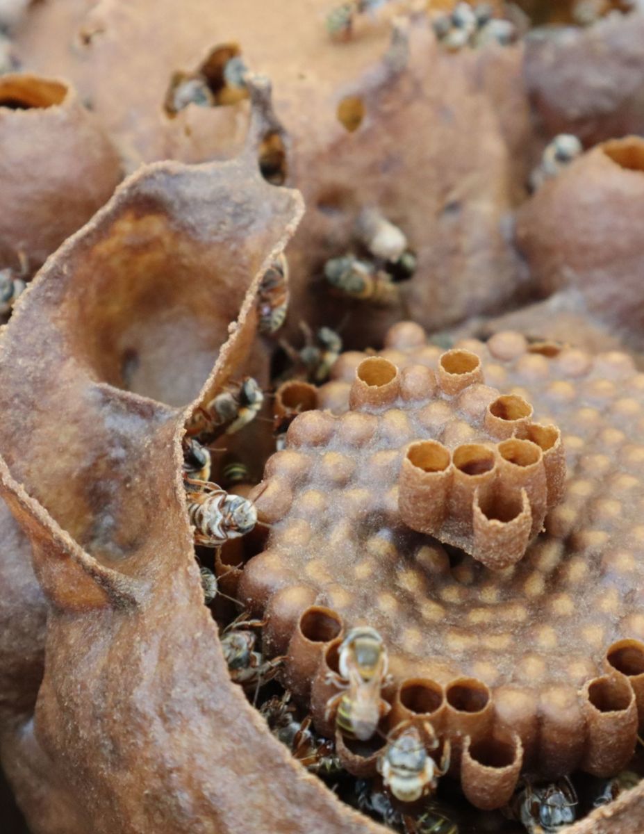 Miel de abeja melipona