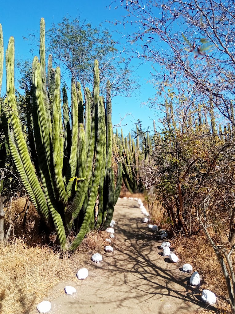 jardín botánico 
