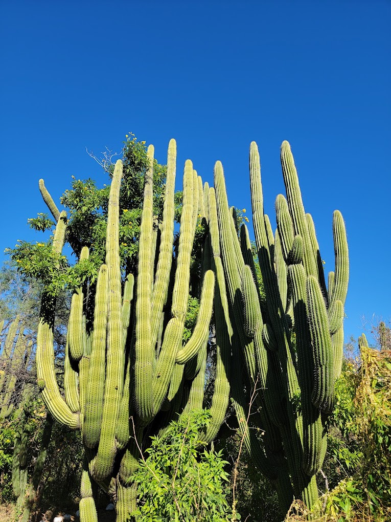 Santuario de cactus 