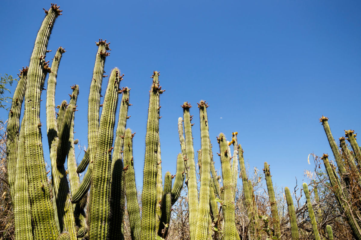 El santuario de cactus más grande del mundo está en México, y visitarlo es un sueño