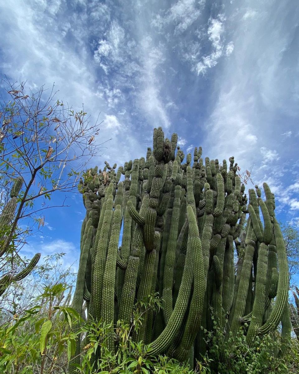 jardín botánico de cactus en La Paz