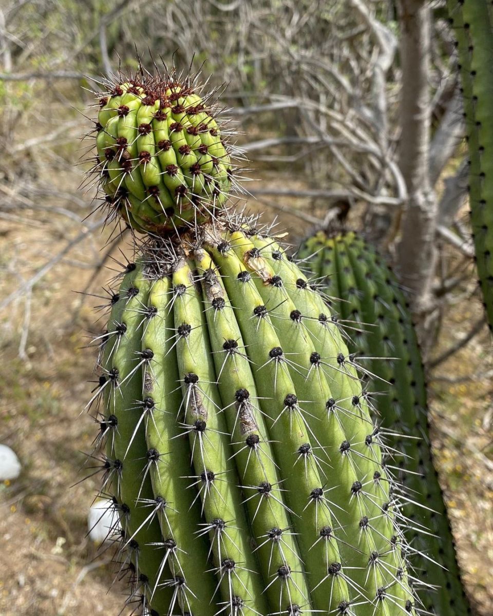 cactus en México