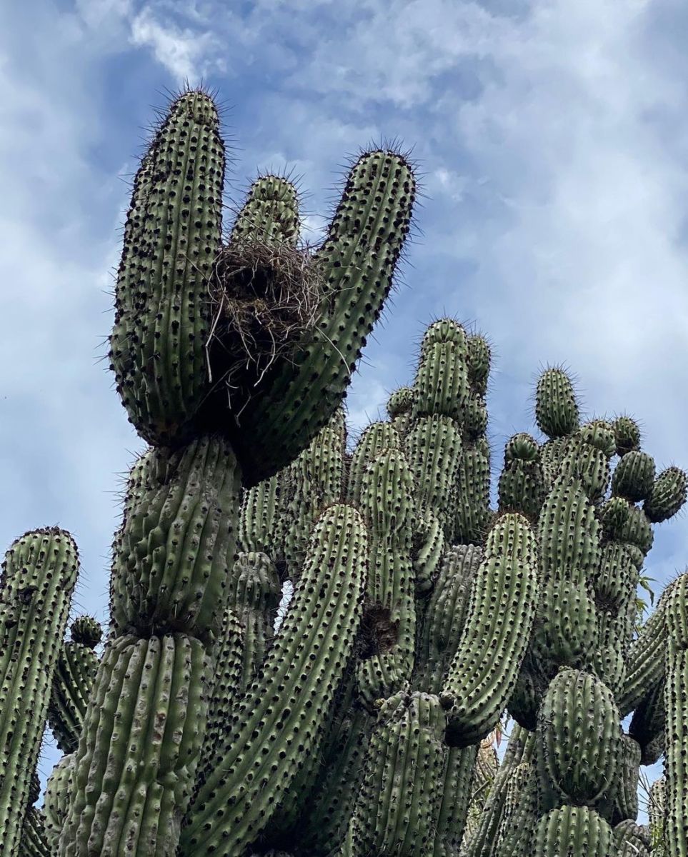 plantas desérticas 