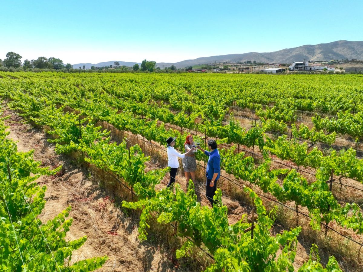 Viñedos en el Valle de Guadalupe