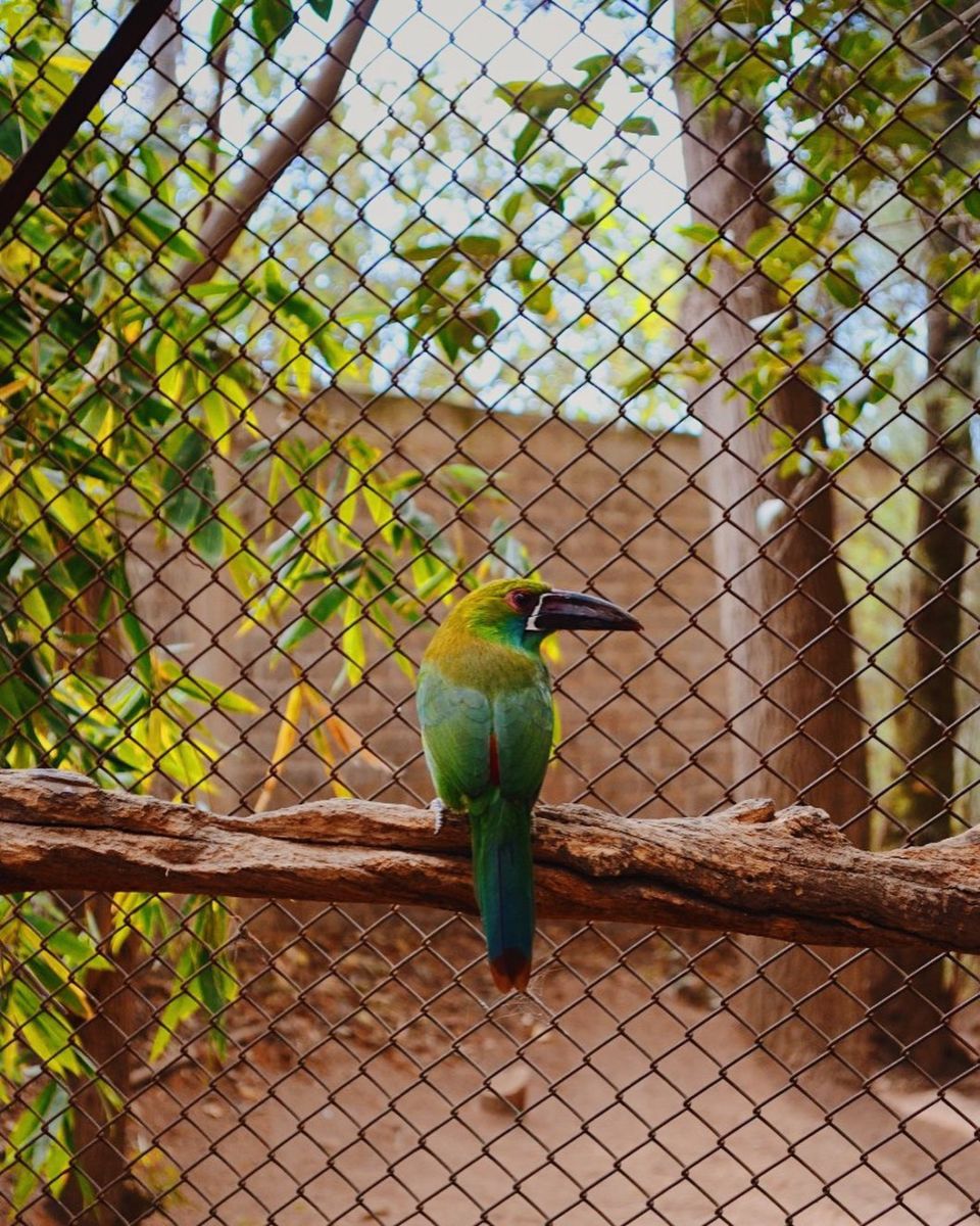 Aviario, el Nido, un santuario en CDMX