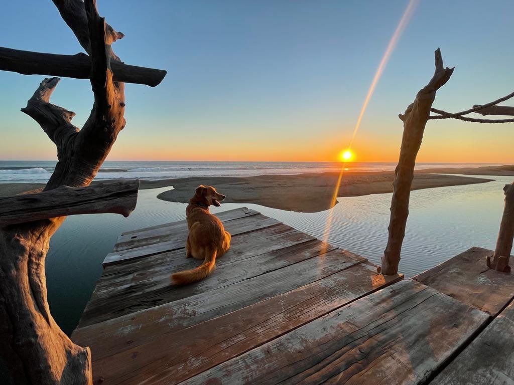 Hoteles pet friendly en México, Proyecto Maloca
