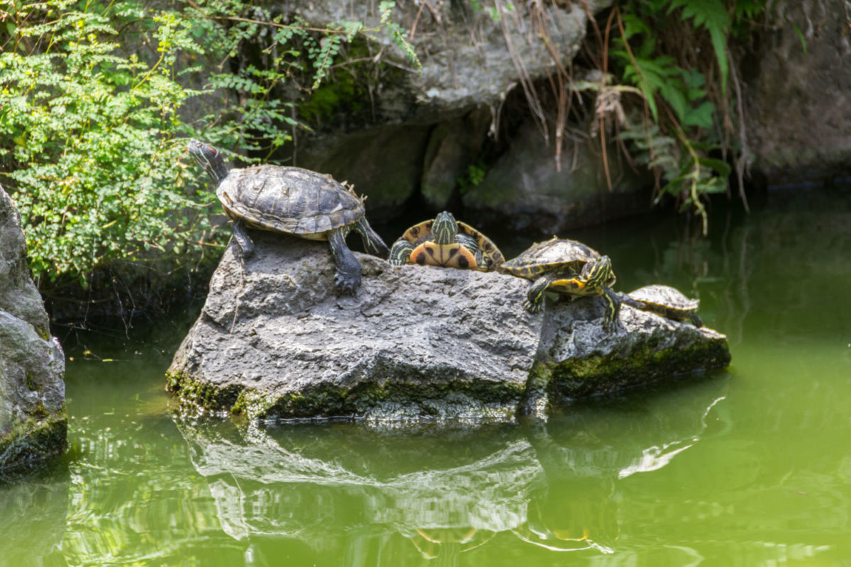 Jardín Japonés en Guadalajara