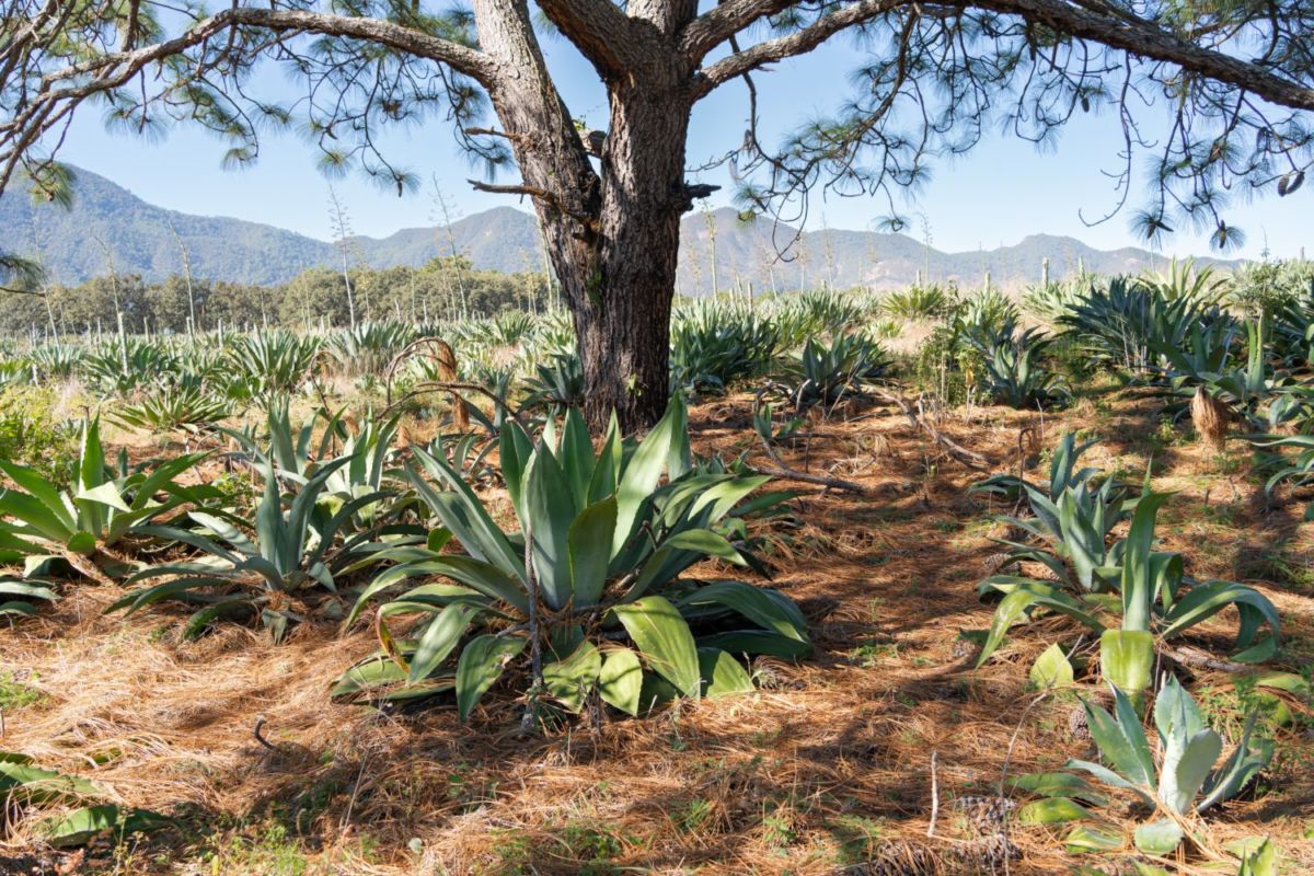 Campo de lechuguilla
