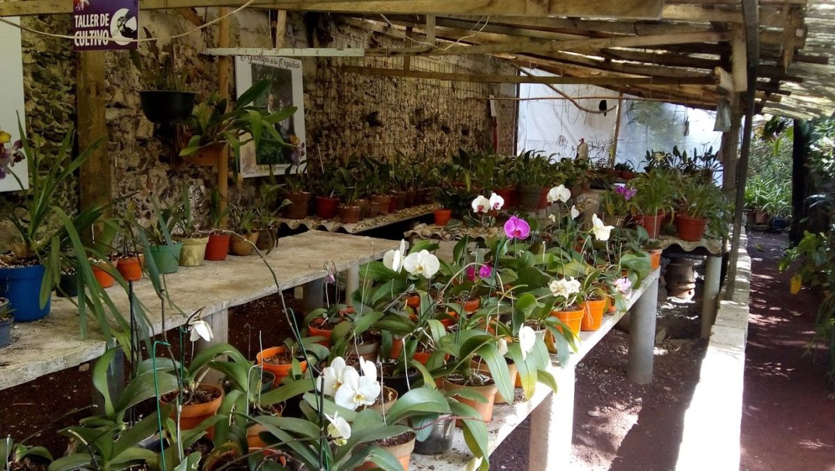 Museo de la Orquídea en Coatepec.