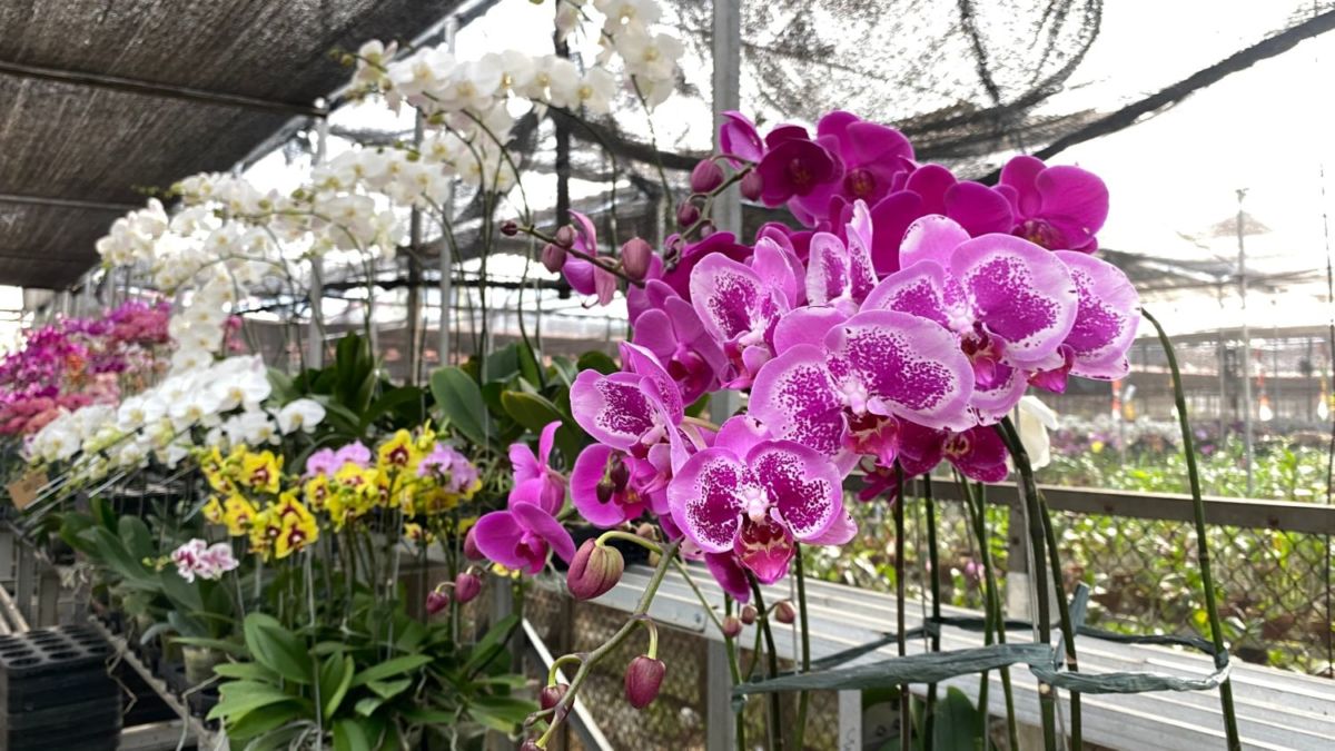 La capital de las orquídeas está en México y su variedad de especies es impresionante