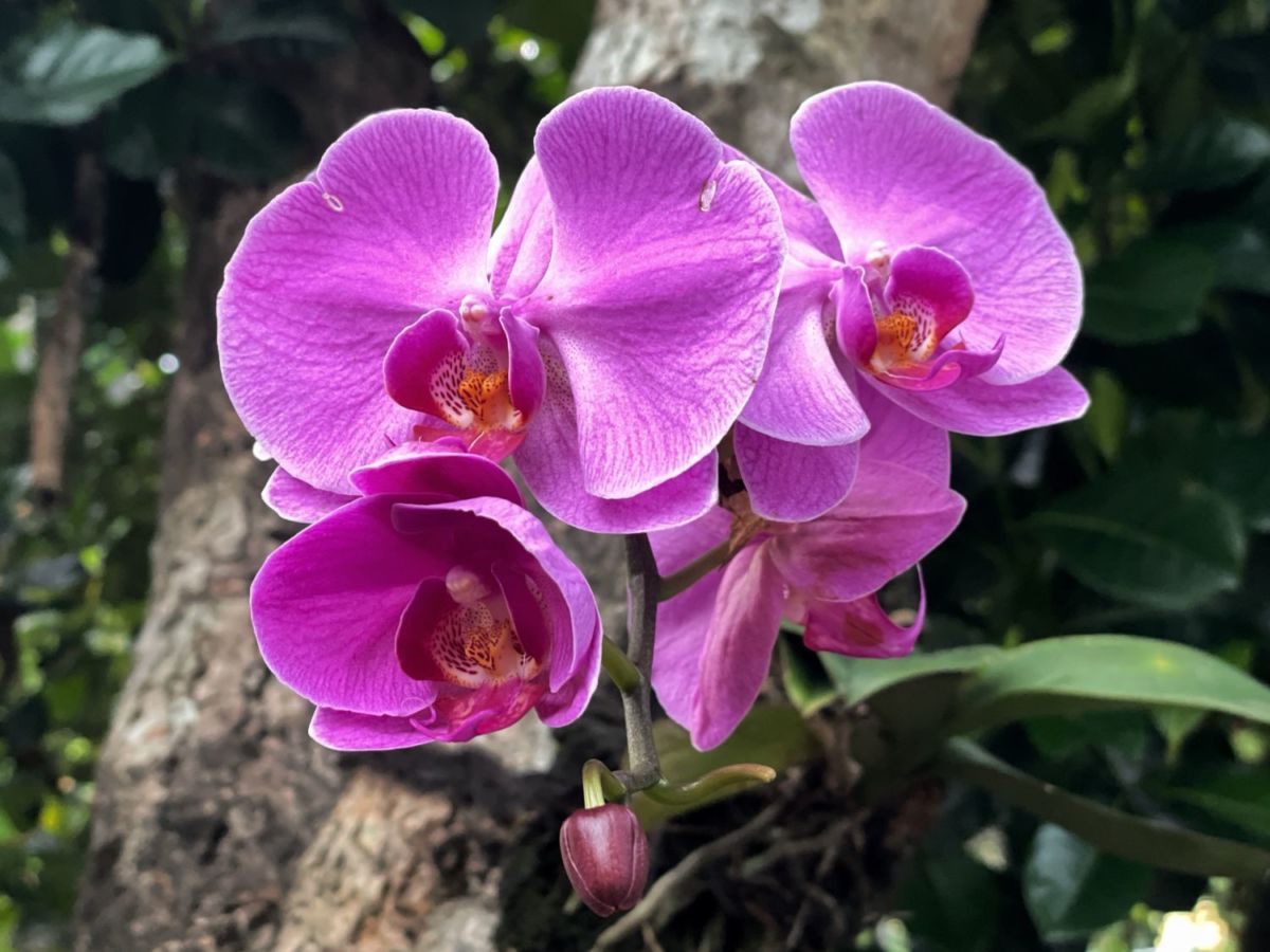 Museo de la Orquídea en Coatepec