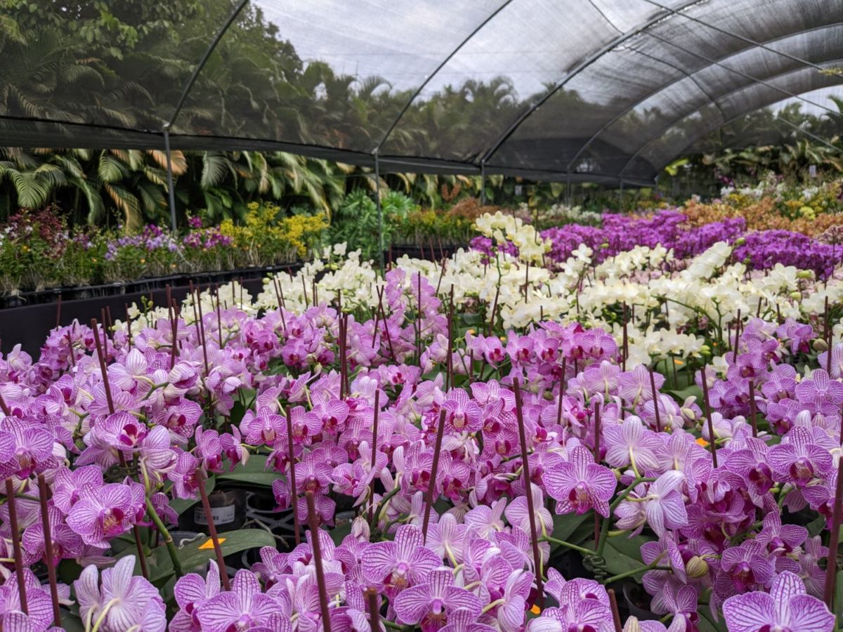 Planta endémica de México