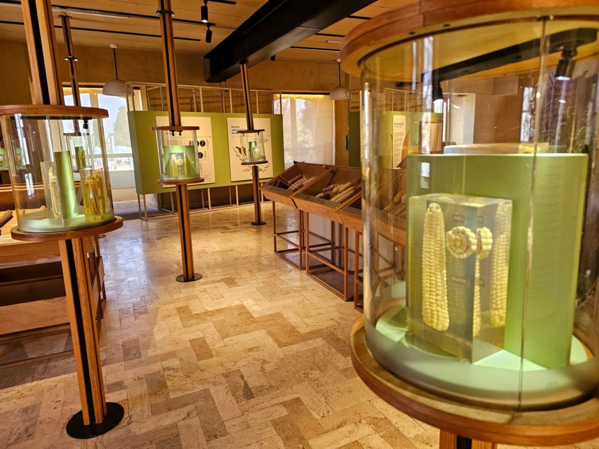 Museos de Comida en la CDMX