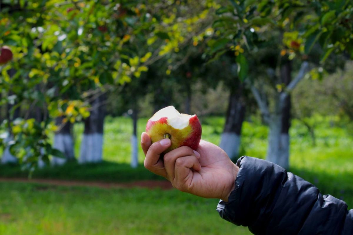 que hacer en zacatlan de las manzanas
