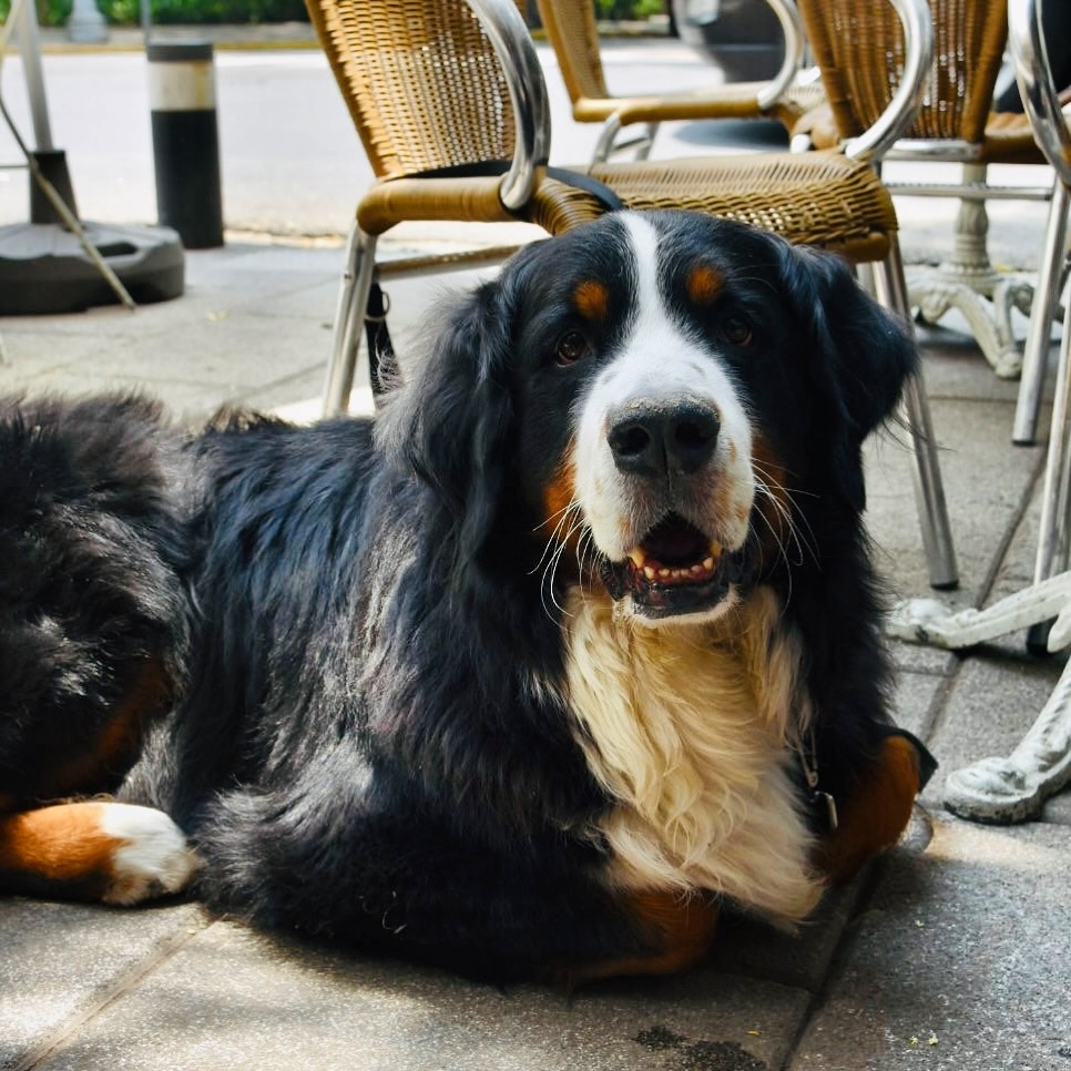 restaurantes pet friendly en la condesa