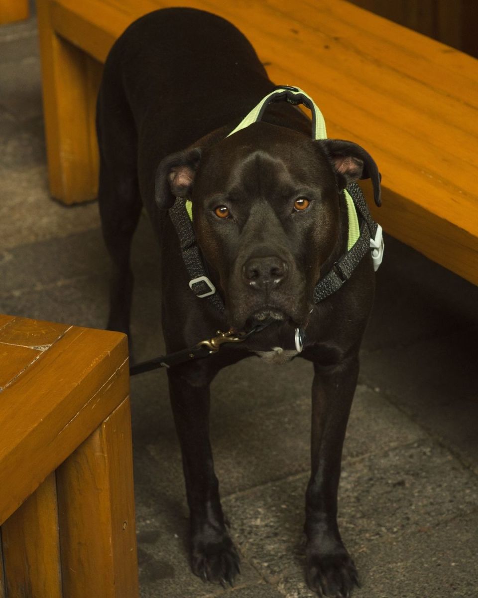 restaurantes pet friendly en la condesa